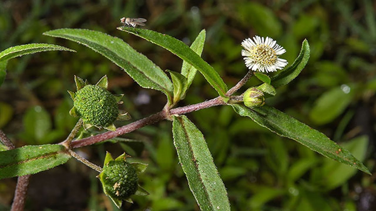 Cỏ mực (Hạn liên thảo)