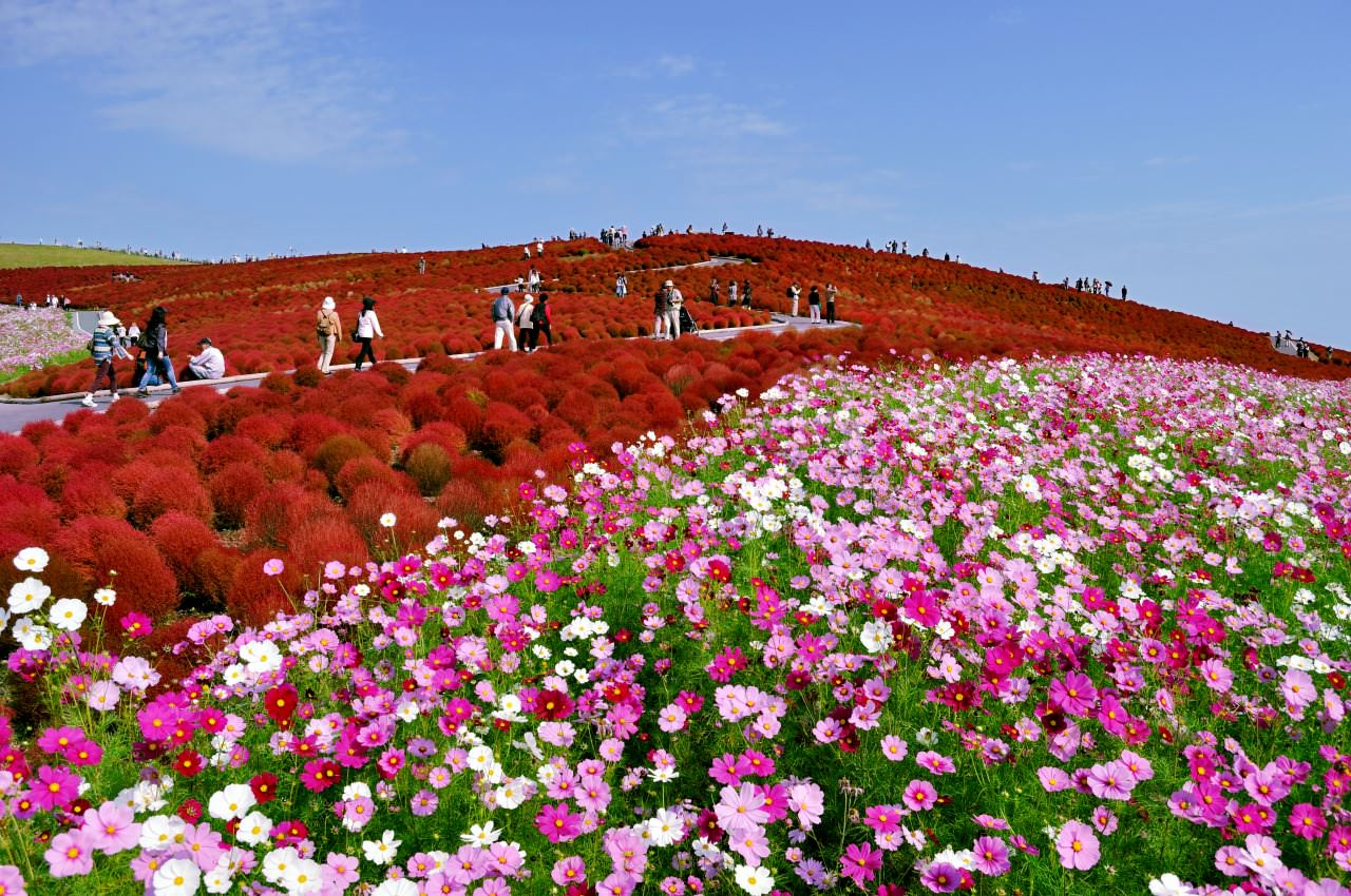 Tìm hiểu về thiên đường hoa bốn mùa tại công viên Hitachi Seaside